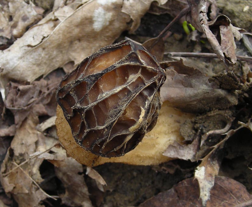 Mitrophora semilibera